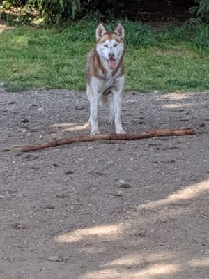 Howe Community Park Dog Park photo 1